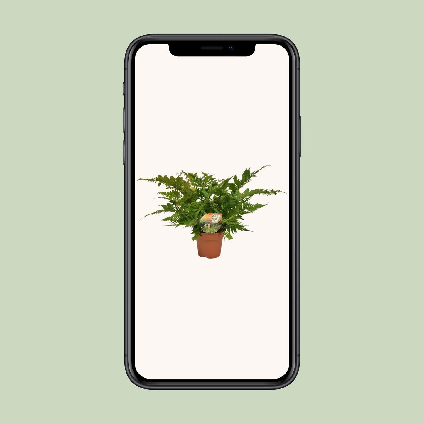 Dryopteris erythrosora – Japanischer Schildfarn Ø17cm, robust & pflegeleicht