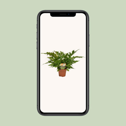 Dryopteris erythrosora – Japanischer Schildfarn Ø17cm, robust & pflegeleicht