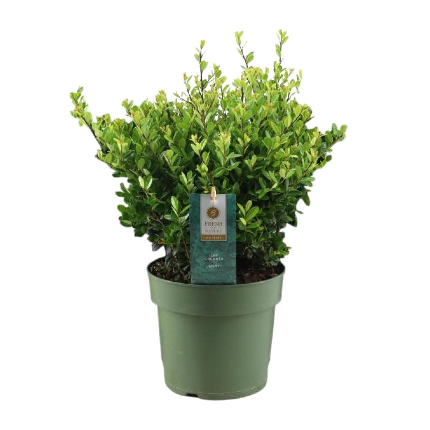 Ilex Crenata 'Jenny'® – Pflegeleichte Stechpalme Ø17cm