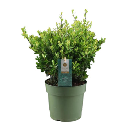 Ilex Crenata 'Jenny'® – Pflegeleichte Stechpalme Ø17cm