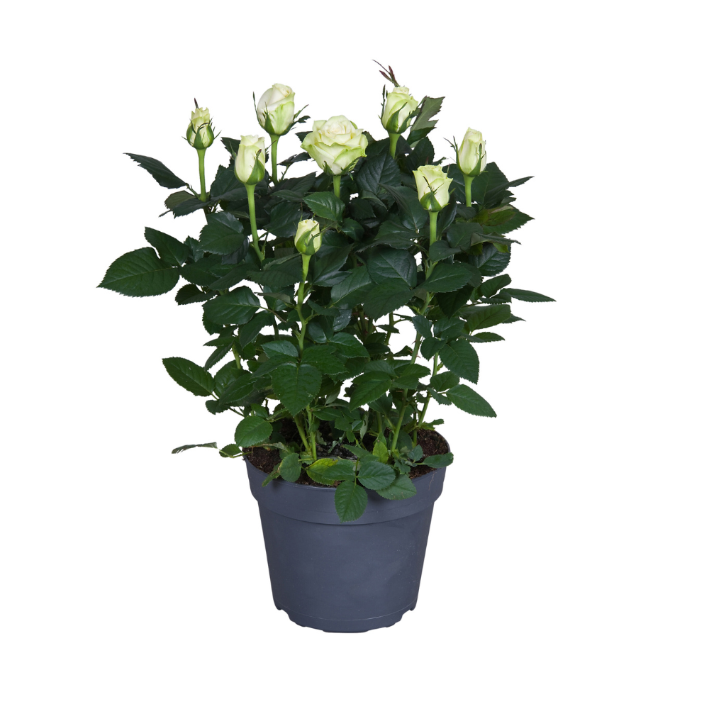 Topfrose Rosa wit – Ø17cm, ca. 45cm hoch, pflegeleicht