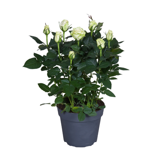 Topfrose Rosa wit – Ø17cm, ca. 45cm hoch, pflegeleicht