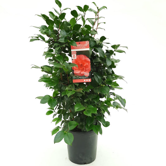 Kamelie 'Lady Campbell' – Eleganter Winterblüher Ø26-29cm
