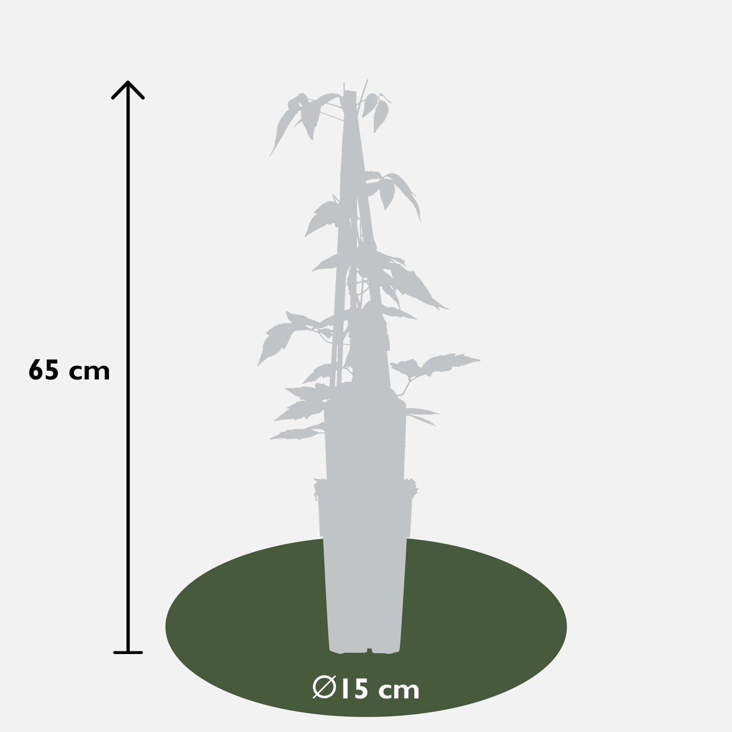 3x Clematis Montana 'Fragrant Spring' – Duftende Kletterpflanze