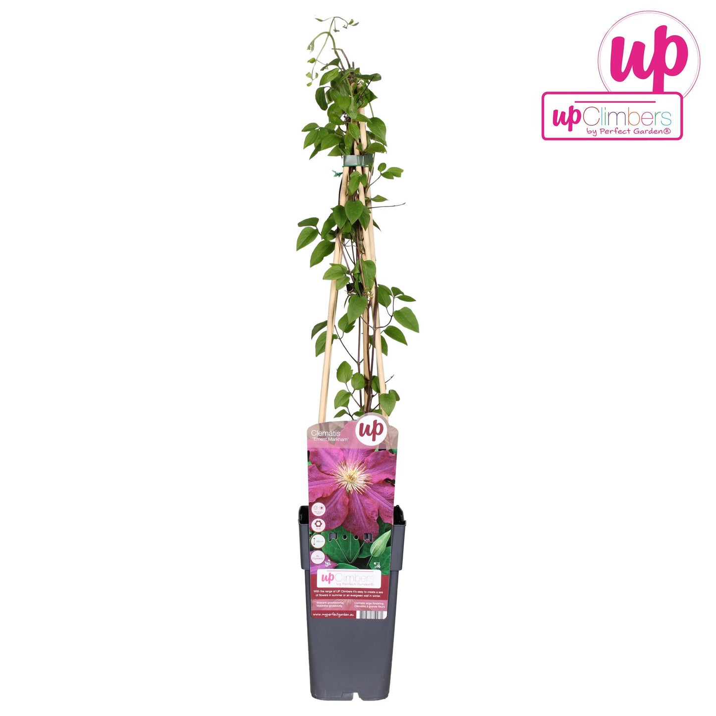 Clematis Ernest Markham – Blühende Kletterpflanze Ø15cm