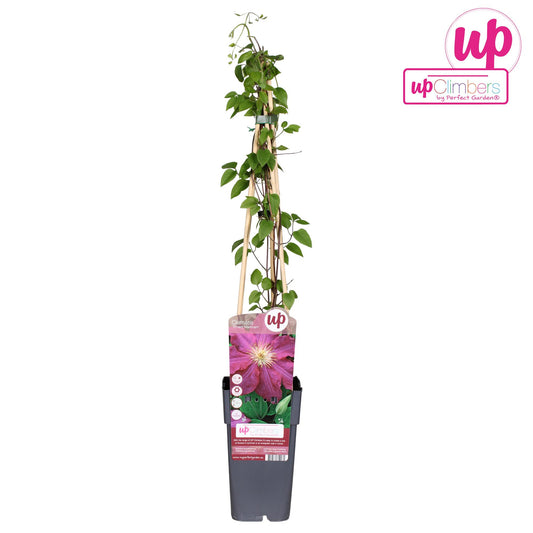 Clematis Ernest Markham – Blühende Kletterpflanze Ø15cm