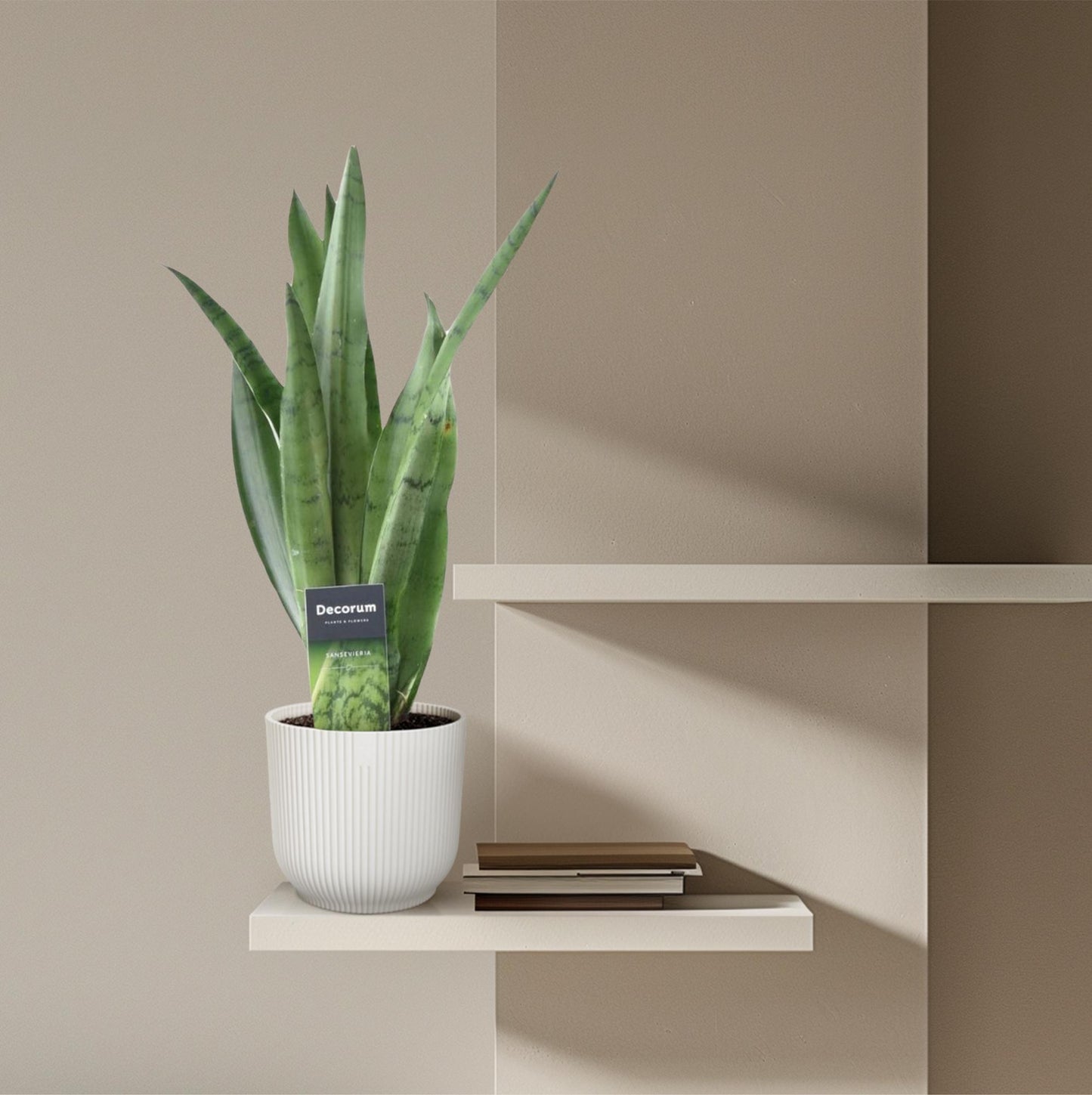 Sansevieria Spearmint – Pflegeleichter Bogenhanf 45 cm