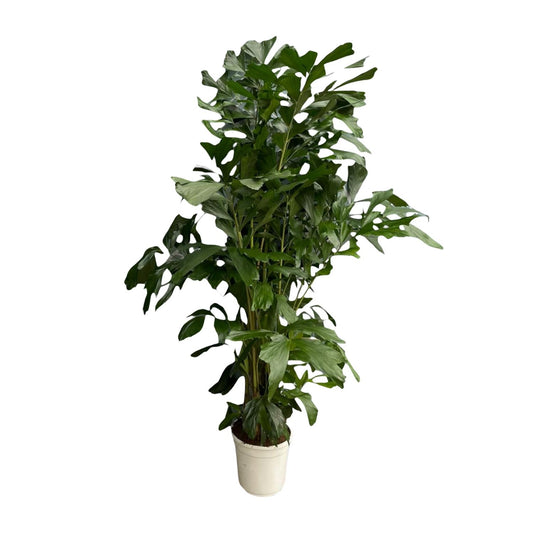 Caryota Mitis – Fischschwanzpalme 180 cm Ø27 cm