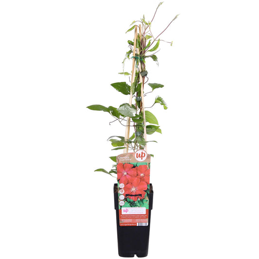 Clematis 'Hagley Hybrid' – Elegante pflegeleichte Waldrebe Ø15cm