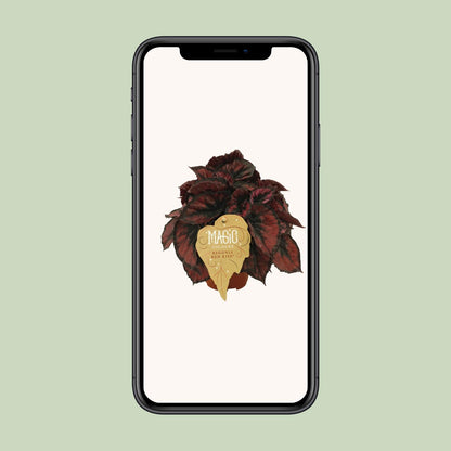 Begonia Rex Red Kiss – Farbenfrohe, pflegeleichte Zimmerpflanze Ø12cm