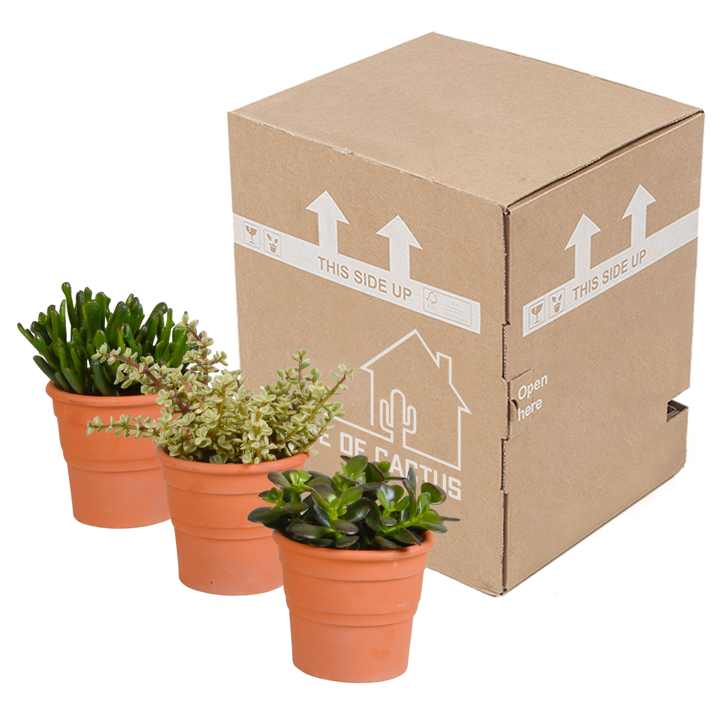 Crassula-Mischung im Terrakottatopf – 3er Set