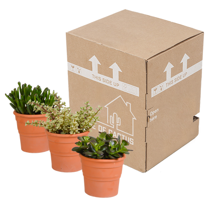 Crassula-Mischung im Terrakottatopf – 3er Set