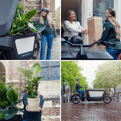Clusia im Glaszylinder Ø12cm – Pflegeleichte Hydrokultur-Pflanze