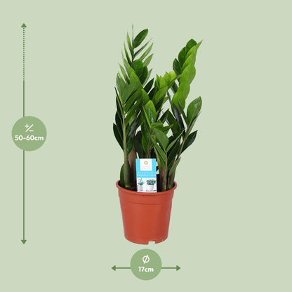 Zamioculcas Zamiifolia Ø17cm – Pflegeleichte ZZ-Pflanze bis 60cm