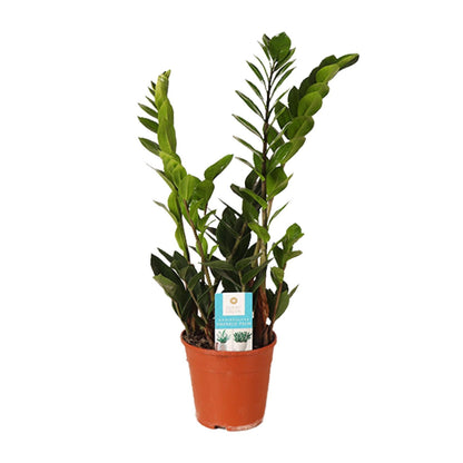 Zamioculcas Zamiifolia – Pflegeleichte Zimmerpflanze Ø14cm, 45cm hoch