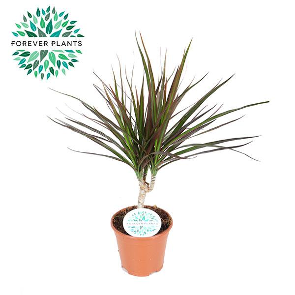 Dracaena Magenta – Pflegeleichte Zimmerpflanze Ø14cm