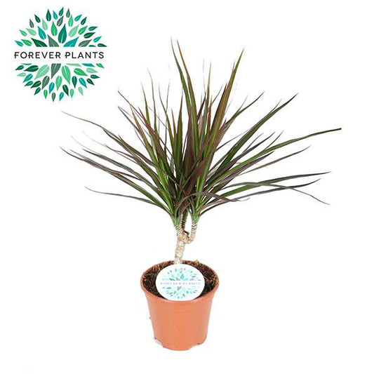 Dracaena Magenta – Pflegeleichte Zimmerpflanze Ø14cm
