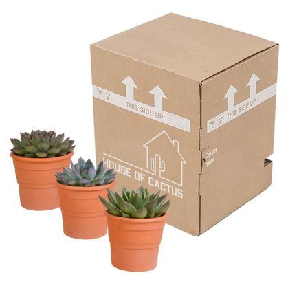 Echeveria-Mix 3er Set im Terrakottatopf 10,5 cm