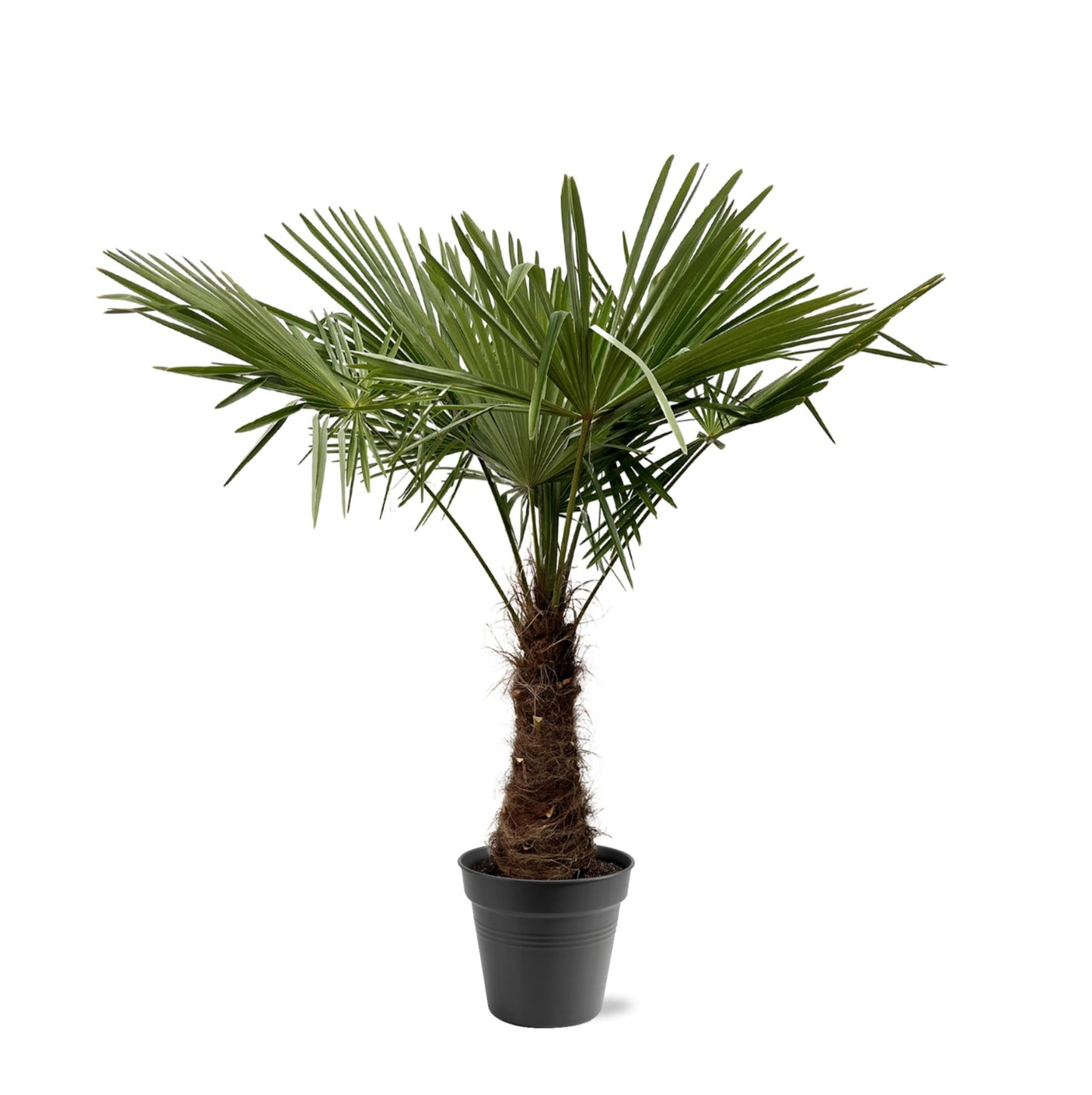 Trachycarpus Fortuneii – Robuste Fächerpalme 220-240 cm