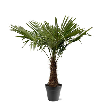 Trachycarpus Fortuneii – Robuste Fächerpalme 220-240 cm