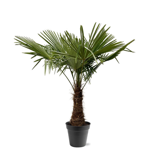 Trachycarpus Fortuneii – Robuste Fächerpalme 220-240 cm
