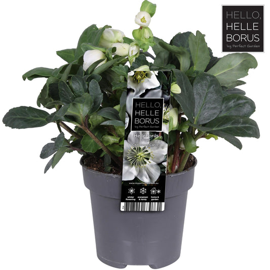 Christrose 'Christmas Carol' – Winterblühende Zimmer- und Gartenpflanze Ø12cm