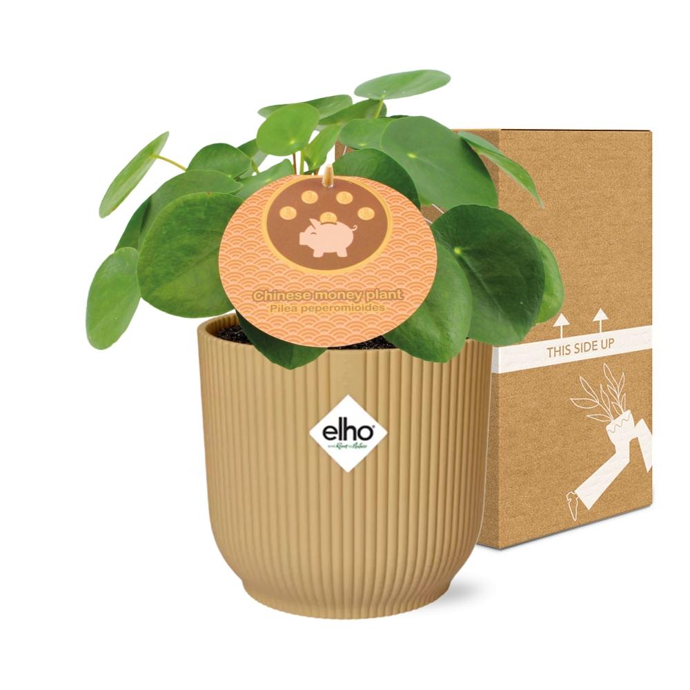Pilea Peperomioides 12cm im gelben ELHO Vibes Fold Übertopf