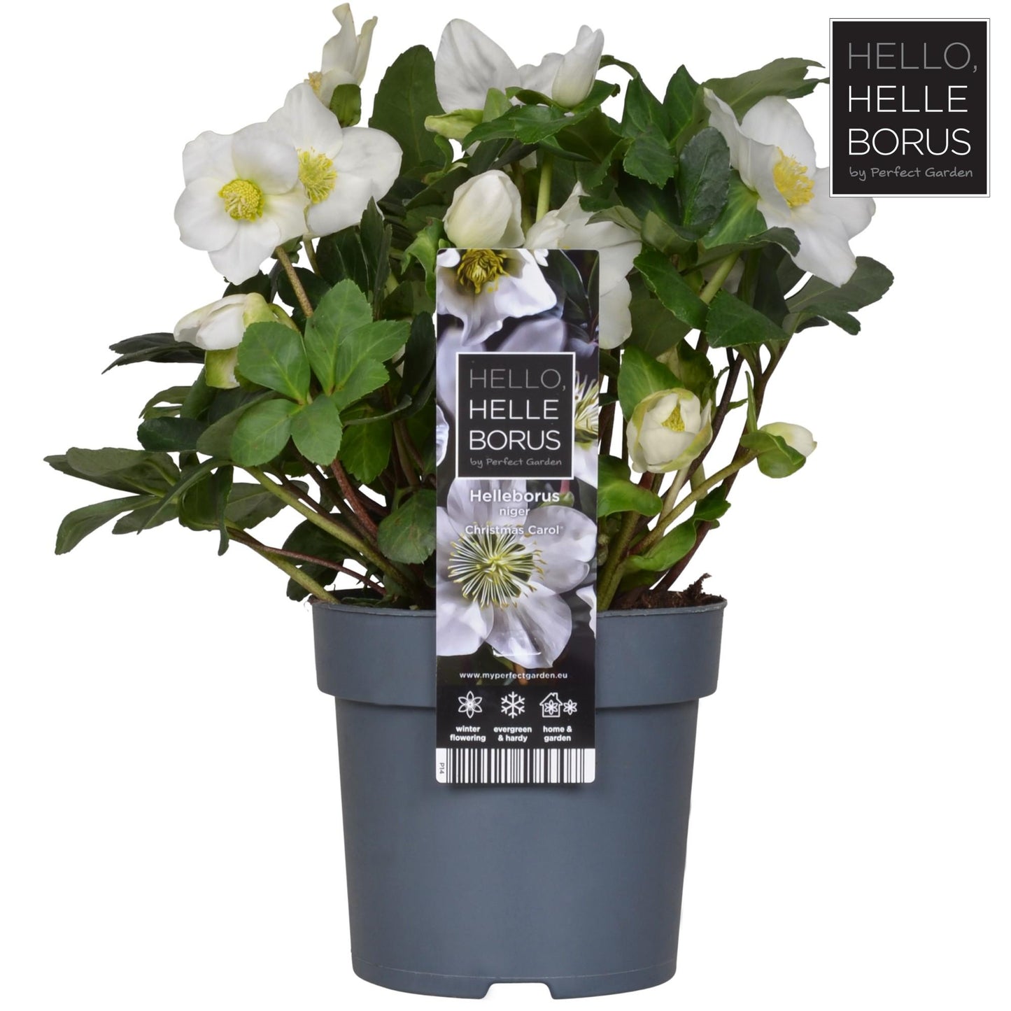 Helleborus Niger Christmas Carol (XL) – Winterharte Weihnachtsrose