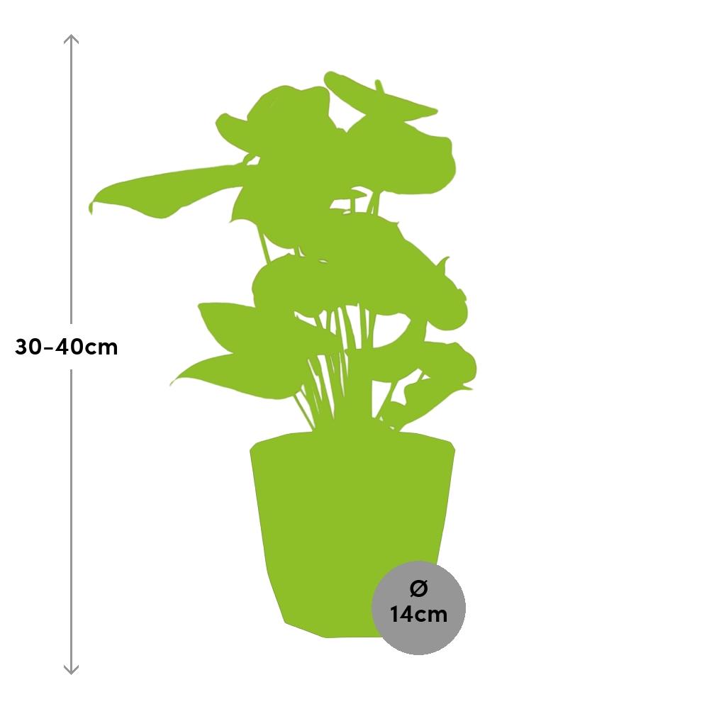 Anthurium Red 12cm im schwarzen b.for rock living Topf