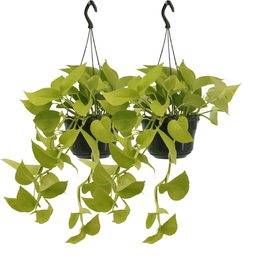 Efeutute Golden Pothos 2er Set – pflegeleichte Zimmerpflanzen Ø15cm