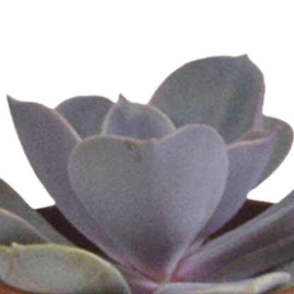 Vetplanten-Sukkulenten-Mischung im weißen Topf 5x 5,5 cm