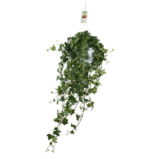 Hedera Helix Pitsburg XXL – Pflegeleichter Efeu Ø17cm
