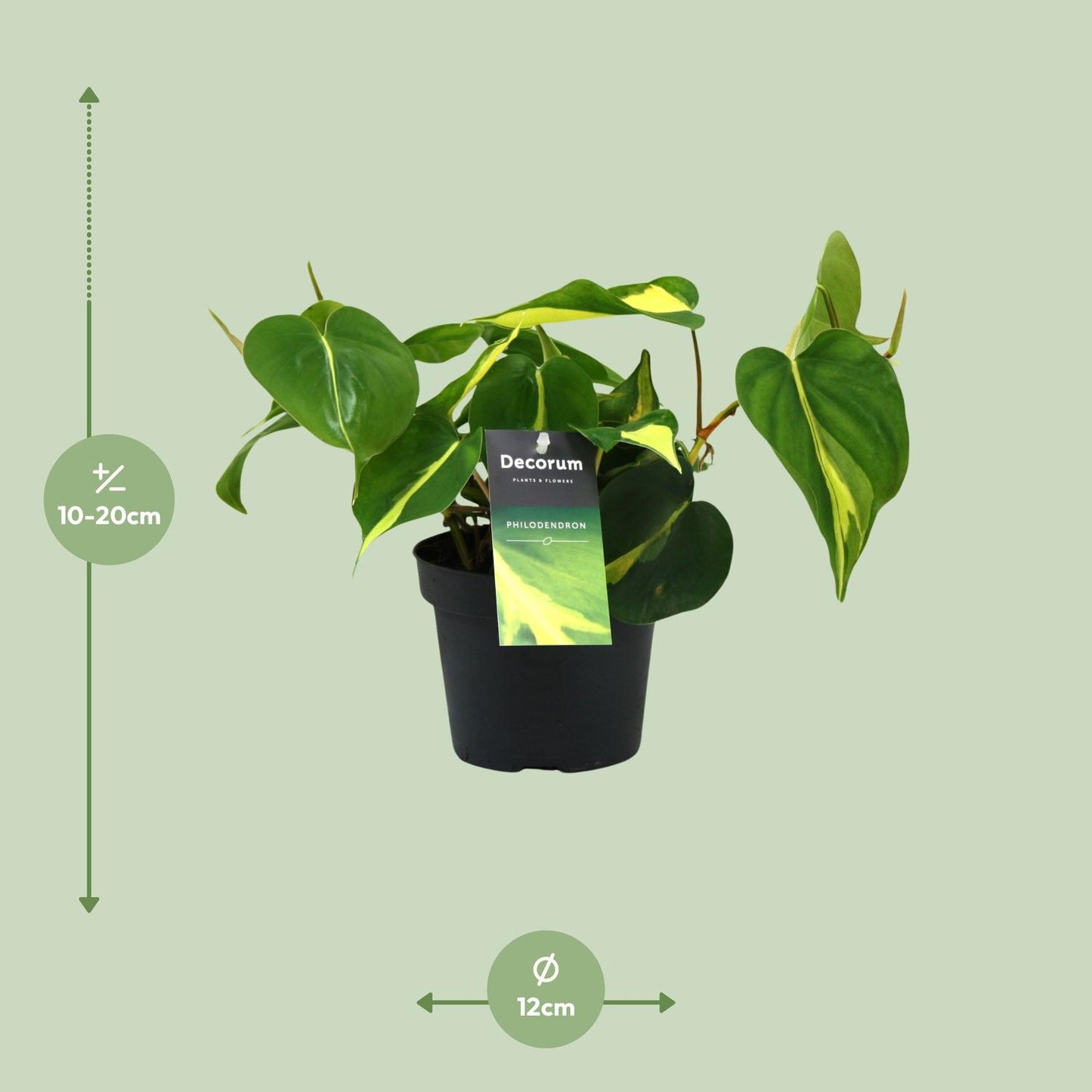 Philodendron Brasil Scandens – Pflegeleichte Zimmerpflanze Ø12cm