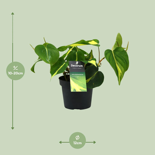 Philodendron Brasil Scandens – Pflegeleichte Zimmerpflanze Ø12cm