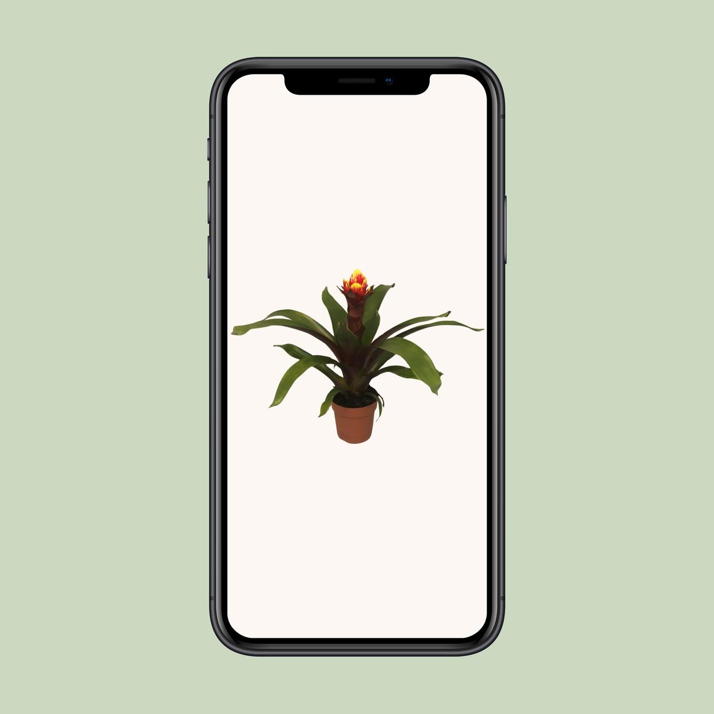 Guzmania Crown – Pflegeleichte Tropische Zimmerpflanze Ø12cm