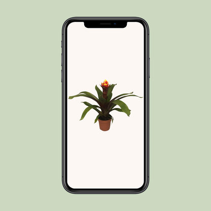 Guzmania Crown – Pflegeleichte Tropische Zimmerpflanze Ø12cm