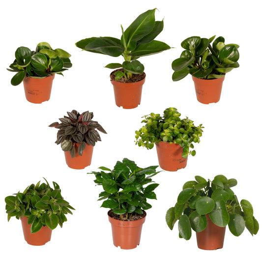 Überraschungs-Zimmerpflanzen-Set Ø12cm, 25cm hoch – 8 Pflanzen
