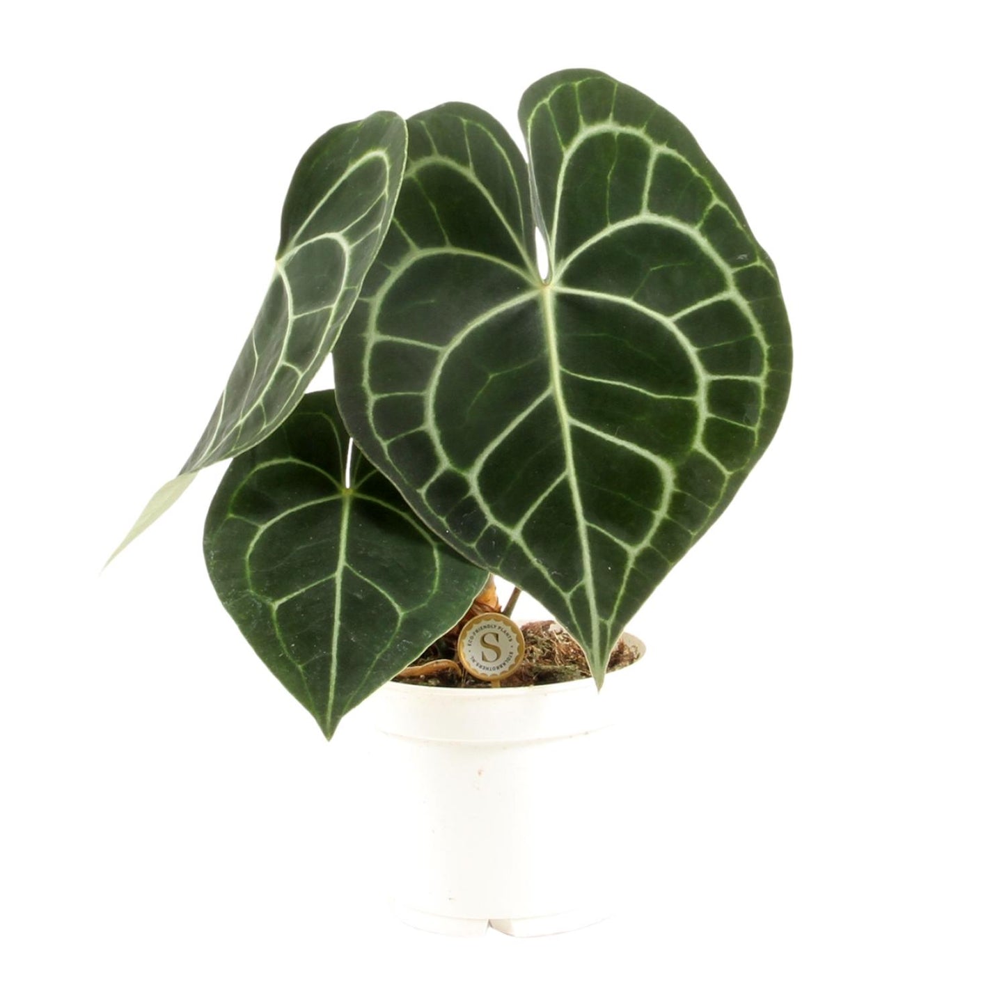 Anthurium Clarinervium – Pflegeleichte Tropische Zimmerpflanze Ø12cm