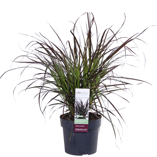 Federborstengras 'Summer Samba' – Exotisches Ziergras Ø19cm