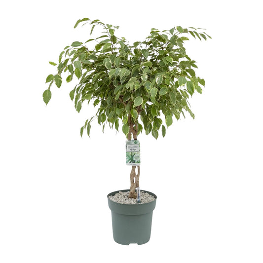 Ficus Safrana 'Golden King' – 100 cm pflegeleichte Zimmerpflanze