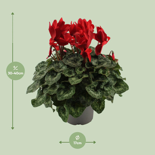 Cyclamen Rood – Pflegeleichte Zimmerpflanze Ø17cm