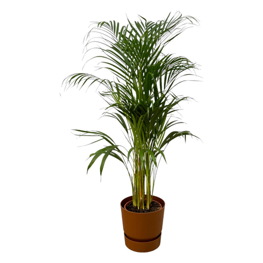 Areca-Palme im Elho Greenville Round Topf Ø21cm, 110cm hoch
