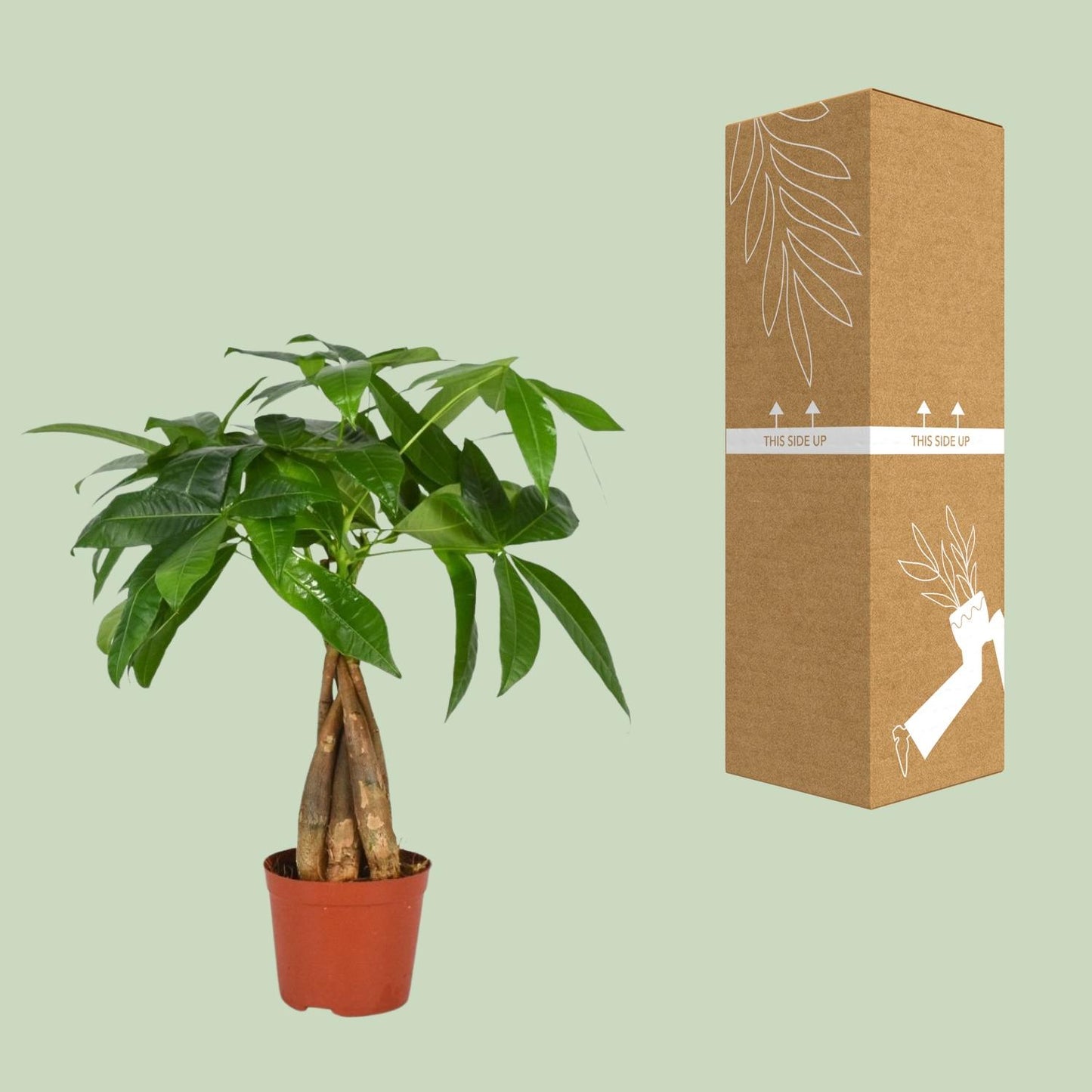 Pachira Aquatica – Pflegeleichte Zimmerpflanze Ø12cm
