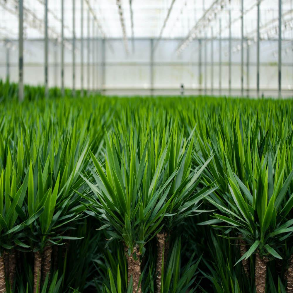 2x Yucca Elephantipes – 90 cm – Ø 17 cm Topf