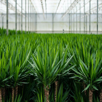 2x Yucca Elephantipes – 90 cm – Ø 17 cm Topf
