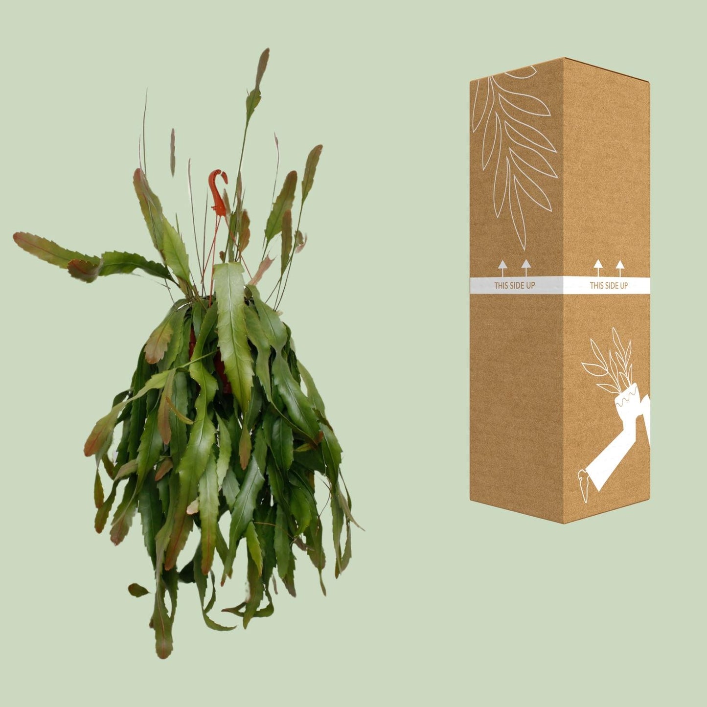 Lepismium Houlletianum Forma Regnelli – Pflegeleichte Hängepflanze Ø21cm