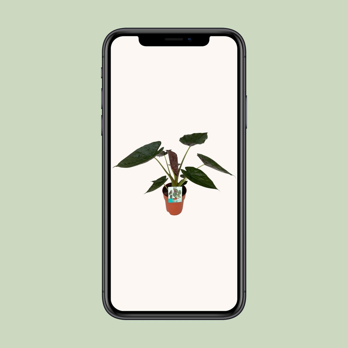 Alocasia Wentii – Elegante, pflegeleichte Zimmerpflanze Ø19cm