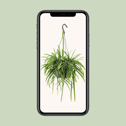 Lepismium Bolivianum – Pflegeleichter epiphytischer Kaktus Ø17cm