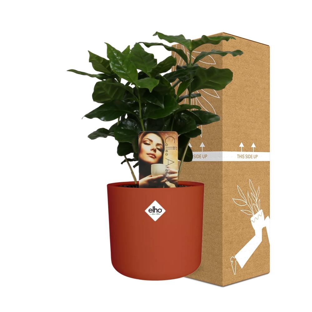 Coffea Arabica Zimmerpflanze im ELHO b.for soft Rond 14cm