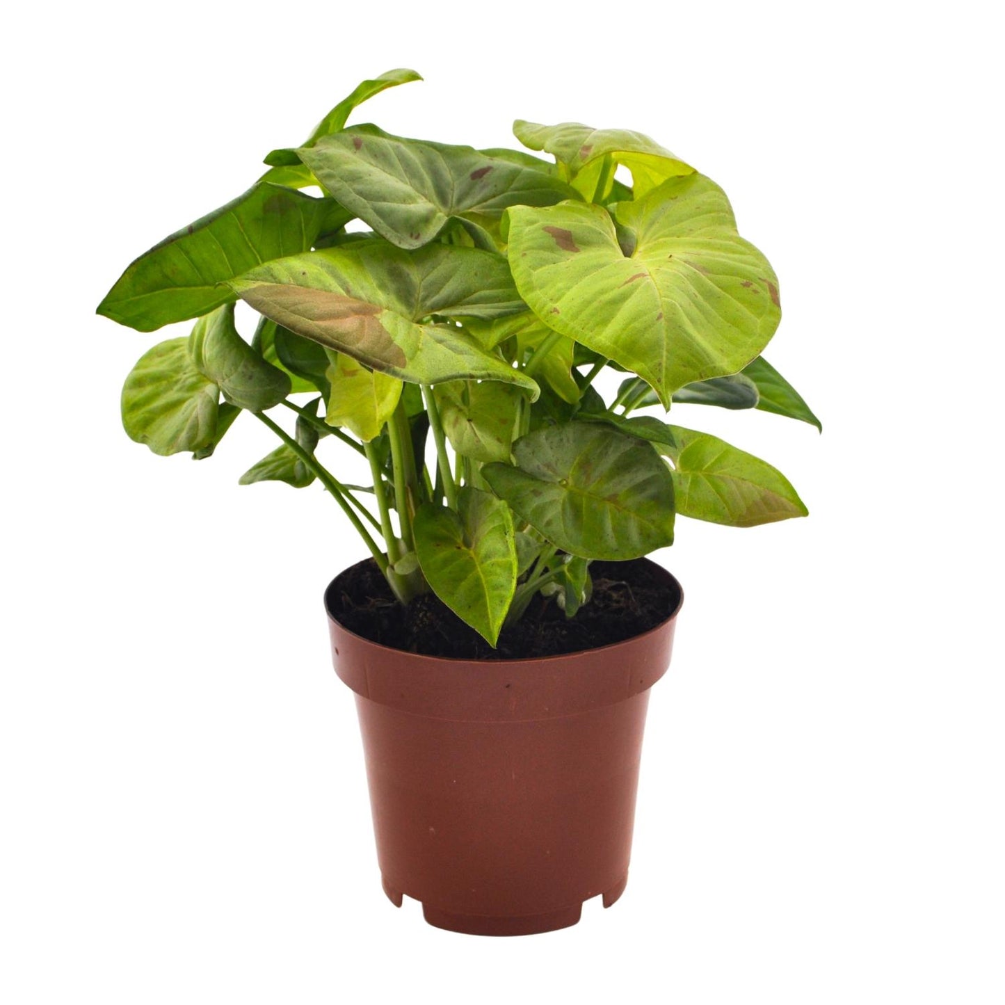 Syngonium Milk Confetti – Pfeilspitzenpflanze Ø12cm, 20cm hoch